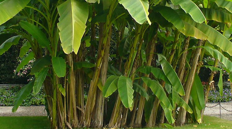 batang pohon pisang