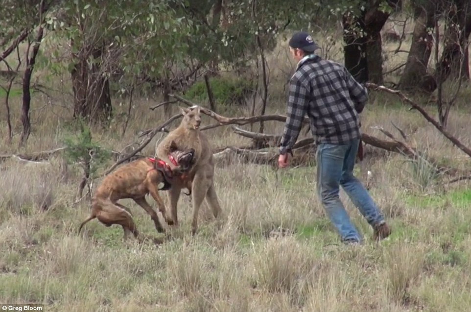 Greig berusaha lepaskan anjing yang disekap kanguru