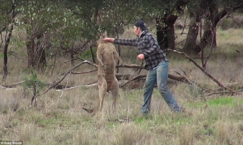 Greig tonjok kanguru