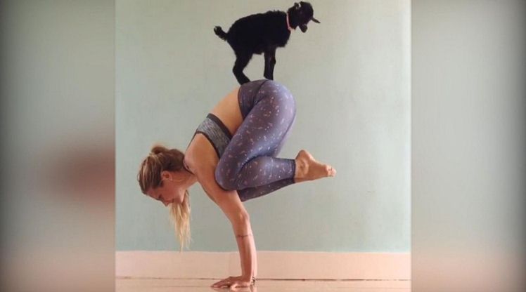 yoga kambing