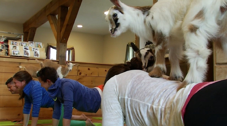 yoga bersama kambing