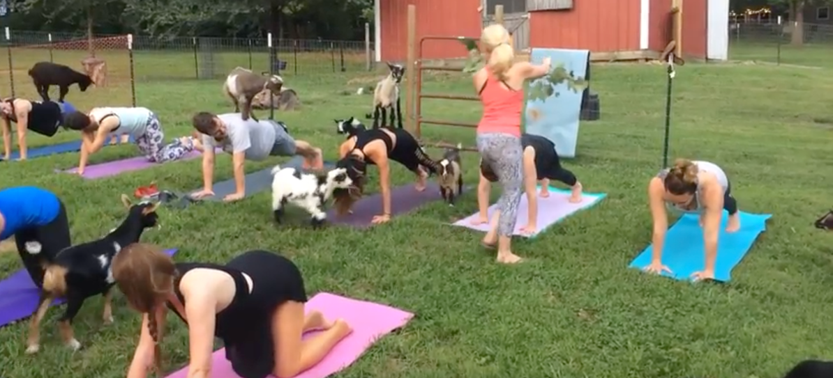 Bisa Usir Kesedihan, Kelas Yoga Bareng Kambing Ini Mulai Ramai Diikuti Orang-Orang!